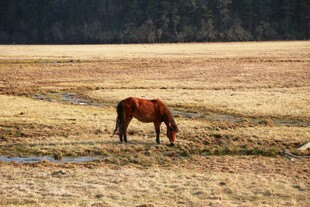 普达措森林公园