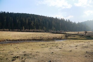 普达措森林公园