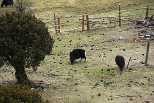 普达措森林公园