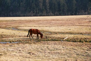 普达措森林公园