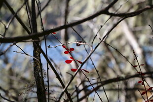 普达措森林公园