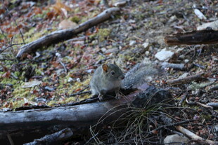 普达措森林公园