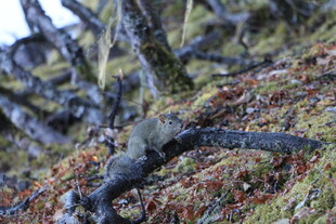 普达措森林公园