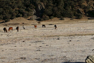 普达措森林公园