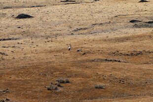 普达措森林公园