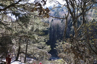 普达措森林公园