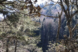 普达措森林公园