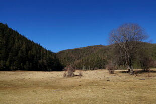 普达措森林公园