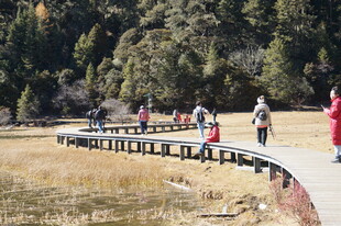 普达措森林公园