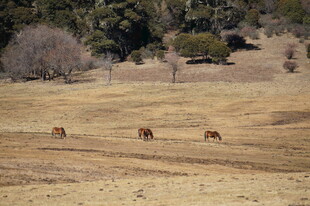 普达措森林公园
