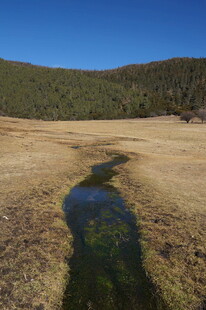 普达措森林公园