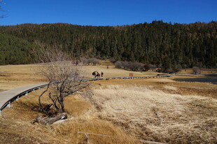 普达措森林公园