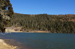 普达措森林公园