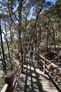 普达措森林公园