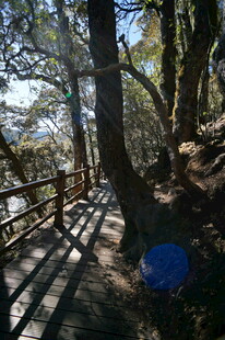 普达措森林公园