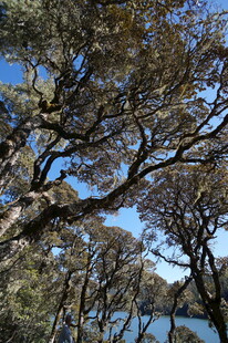 普达措森林公园