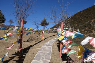 普达措森林公园