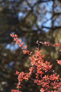 普达措森林公园