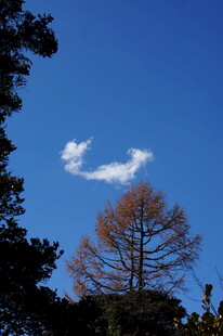 普达措森林公园