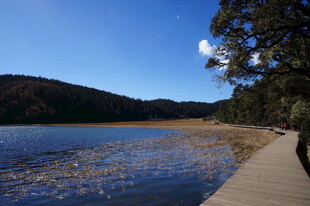 普达措森林公园