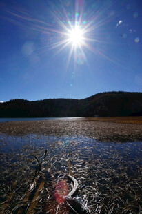 普达措森林公园