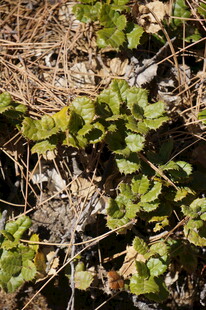 普达措森林公园