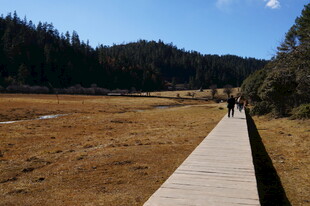 普达措森林公园