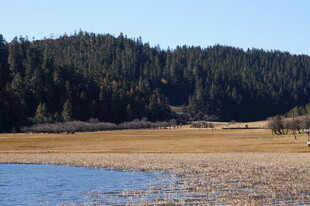 普达措森林公园