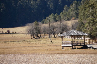普达措森林公园