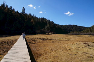 普达措森林公园