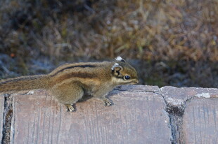 普达措森林公园