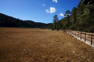 普达措森林公园