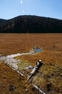 普达措森林公园