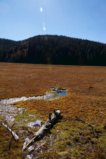 普达措森林公园