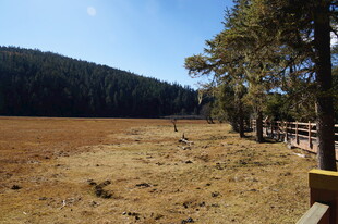 普达措森林公园