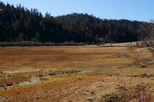 普达措森林公园