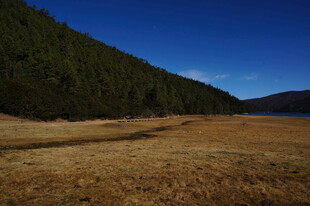 普达措森林公园