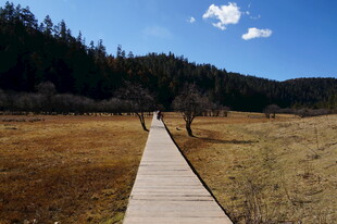 普达措森林公园