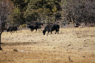 普达措森林公园