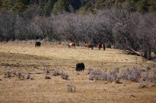 普达措森林公园