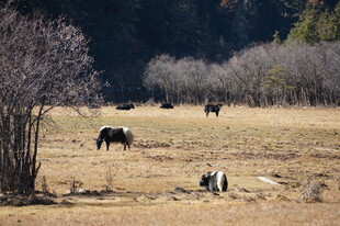 普达措森林公园