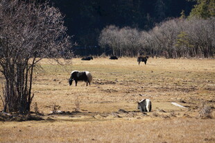 普达措森林公园