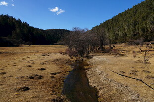 普达措森林公园