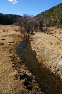 普达措森林公园
