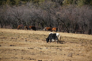 普达措森林公园