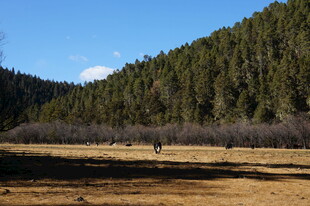 普达措森林公园
