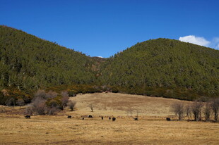 普达措森林公园
