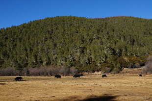 普达措森林公园