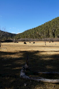 普达措森林公园