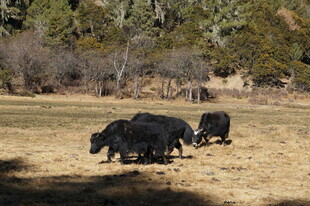 普达措森林公园